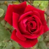 michael.alvarez1778