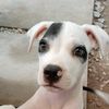 kairo.pitbull