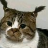 memegatos3