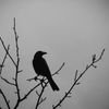 zcrxt_73
