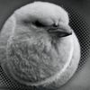 ballbirdgt