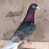 zf__vl