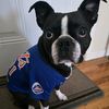 panzerthebostonterrier