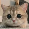 lilly_00_1