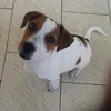 jack.russell32