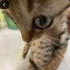 trisnaekaputri
