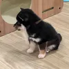 kita_tiktik