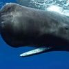 the_whale123