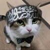 mahmud963j