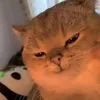 guiguivn