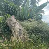 ep_oi_co_duong