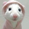 sahar.tokki