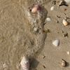 fatma_alajmia