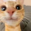 suhailallut2