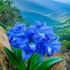 samia.sam.abdulla