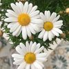 delisa_939