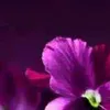angelica.oliveira1187