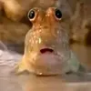 ca_betta_123