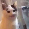 ichbintam1