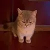 minydante