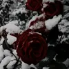 rozeleyn_snowyl
