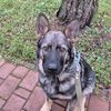 dog_traning_sam_gsd20