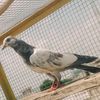 gujratirajput6