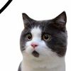 mmr14880