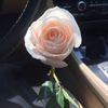 roza46904