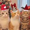 acw.cats