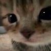 mintchochu