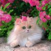 hassan.jutt30880