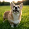Corgi’s Bizzarre Adventures