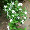 phyu.hnin0013