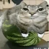 kotik_na_arbyzike