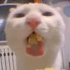 caitochanh
