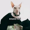 lirsarrrrrrrrryriwnjkl