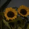 sunnielove.phloc