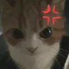 lele_1.6