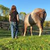emmandthehorses