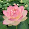 rosa848559