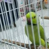 سول كرافت