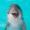 sweetdelphin