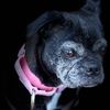 rosey_the_pug_mix