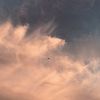 siyad4652