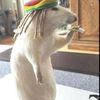the_yn_rat