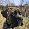 magicthemastiff