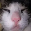 cara.do.tiktok2