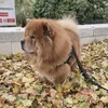ted_the_chow_chow