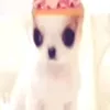 sweet_isahw